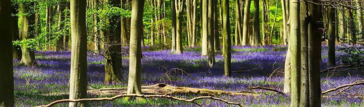 Bluebell Woods
