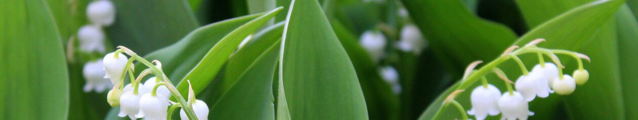 Lilies